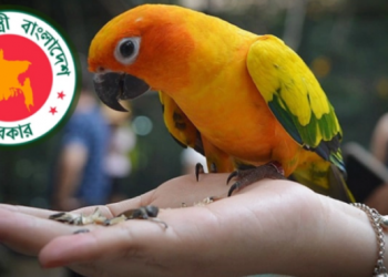 পোষা পাখি লালন-পালনে লাইসেন্স না নিলে জেল-জরিমানা