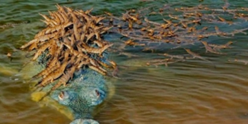 ভাইরাল হওয়া বাবা কুমির ও ছানা দের কান্ড