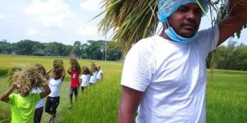 সেচ্ছায় কৃষ‌কের ধান কাট‌ছে মেয়র টিটুর কর্মীরা