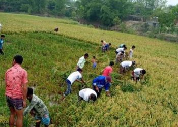 পাঁচবিবিতে কৃষকের ধান কেটে দিলেন ছাত্রলীগ