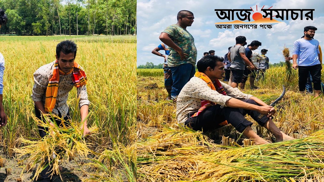 ধান কেটে কৃষকের ঘরে তুলে দিলো ছাত্রলীগ