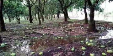 আম্ফানে নওগাঁর ৪০ শতাংশ আম নষ্ট