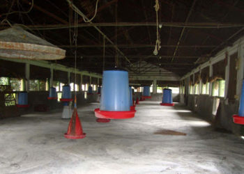 ঠাকুরগাঁওয়ে বন্ধ হয়ে যাচ্ছে মুরগির খামার