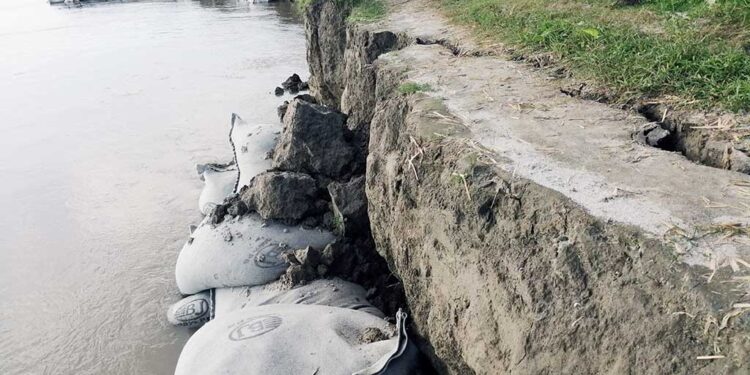 টাঙ্গাইলে বাড়ছে যমুনার ভাঙন