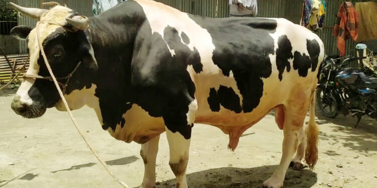 কুড়িগ্রামের ‘বাংলার রাজা’ দাম ১৫ লাখ