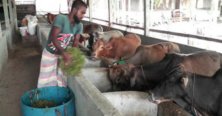 করোনায় ঝালকাঠিতে আর্থিক সংকটে পড়ার আশঙ্কা খামারিদের