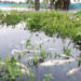 মরে ভাসছে কোটি টাকার মাছ