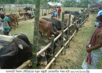 ঝালকাঠিতে জমতে শুরু করেছে কোরবানির পশুর হাট