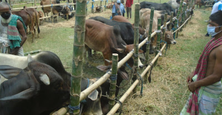 ঝালকাঠিতে জমতে শুরু করেছে কোরবানির পশুর হাট
