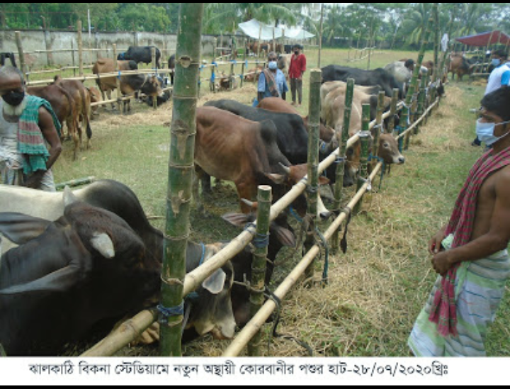 ঝালকাঠিতে জমতে শুরু করেছে কোরবানির পশুর হাট