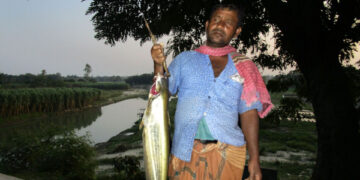 কুলিক নদীর বোয়ালমাছ
