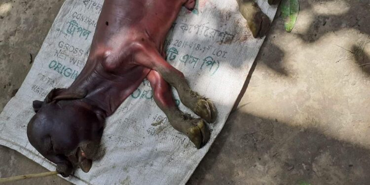 মৌলভীবাজারে মানুষের মুখমন্ডলের মত অদ্ভুত এক বাছুরের জন্ম