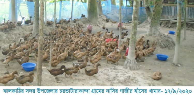 ঝালকাঠি জেলায় গ্রামীণ জনপদে গড়ে উঠছে হাঁসের খামার