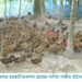 ঝালকাঠি জেলায় গ্রামীণ জনপদে গড়ে উঠছে হাঁসের খামার