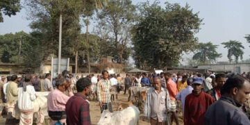 নেকমরদ মেলার গরুর হাটে টোল আদায়কারীরা লুটছে অতিরিক্ত টাকা