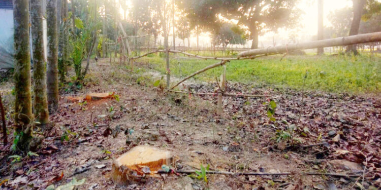 সোনারগাঁয়ে প্রতিপক্ষের বিরুদ্ধে   জোরপূর্বক গাছ কেটে নেওয়ার অভিযোগ