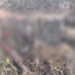সোনারগাঁয়ে বিলে পড়ে ছিল যুবকের   লাশ, ৯৯৯-এ কল পেয়ে উদ্ধার