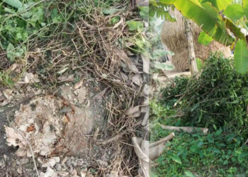 কসবায় জমি দখল করতে বৃক্ষ নিধন