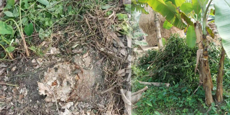 কসবায় জমি দখল করতে বৃক্ষ নিধন