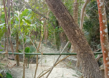 আমতলীতে চলাচলের রাস্তায়   বাঁশের বেড়া, তিন পরিবার ঘরবন্দী
