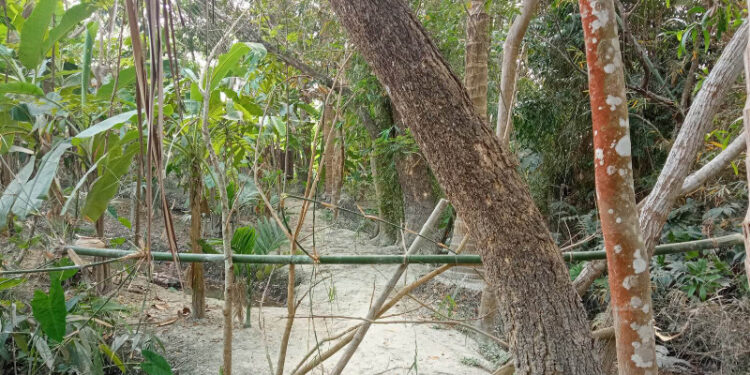 আমতলীতে চলাচলের রাস্তায়   বাঁশের বেড়া, তিন পরিবার ঘরবন্দী
