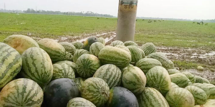 আমতলীতে সমিতির টাকা পরিশোধে বিলম্ব হওয়ায় তরমুজ চাষীকে মারধর, আহত- ৪