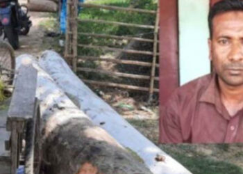 বগুড়ায় বন কর্মকর্তা সেজে গাছ কর্তন, যুবক আটক!