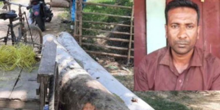 বগুড়ায় বন কর্মকর্তা সেজে গাছ কর্তন, যুবক আটক!
