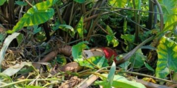 বন্দরে নিখোঁজের ২দিন পর শিশুর লাশ উদ্ধার