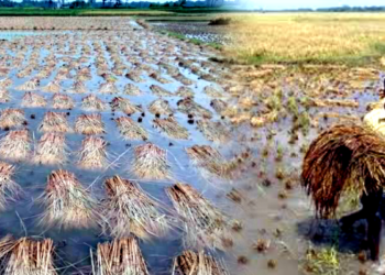 বোরো ধানের   বাম্পার ফলন হলেও বৈরী আবহাওয়ায় হাসি নেই কৃষকের মুখে