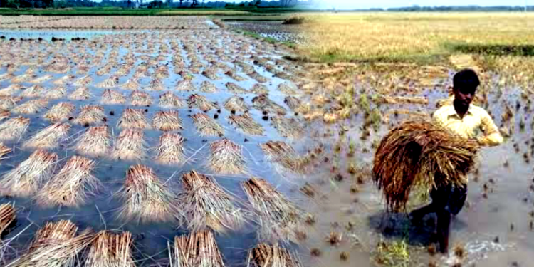 বোরো ধানের   বাম্পার ফলন হলেও বৈরী আবহাওয়ায় হাসি নেই কৃষকের মুখে