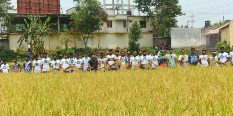 বর্গাচাষী বেলালের ধান কেটে দিলেন জামালপুর ছাত্রলীগ