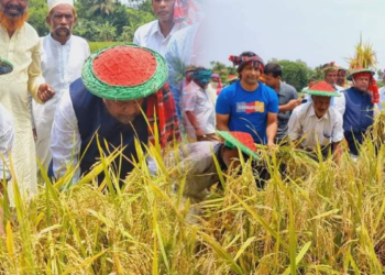 জামালপুরে   দরিদ্র কৃষকের ধান   কাটলেন মোজাফফর হোসেন এমপি