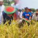 জামালপুরে   দরিদ্র কৃষকের ধান   কাটলেন মোজাফফর হোসেন এমপি