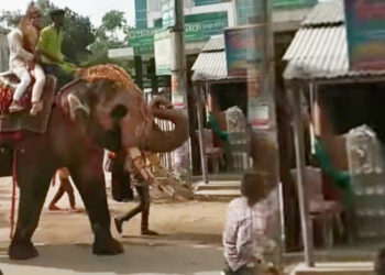 শাজাহানপুরে বাবার ইচ্ছা পূরণ করতেই হাতির পিঠে চড়ে বিয়ে!