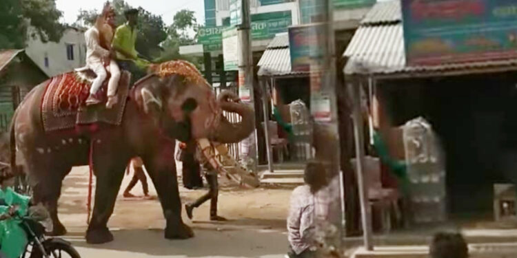 শাজাহানপুরে বাবার ইচ্ছা পূরণ করতেই হাতির পিঠে চড়ে বিয়ে!