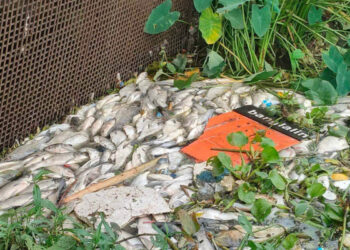 আমতলীতে অ্যামোনিয়া   গ্যাসের তাণ্ডবে জলমহলে ভাসছে মরা মাছ