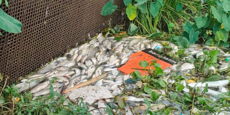 আমতলীতে অ্যামোনিয়া গ্যাসের তাণ্ডবে জলমহলে ভাসছে মরা মাছ