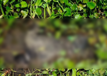 জামালপুরে নিখোঁজের ৩ দিন পর ডোবায় মিললো   যুবকের লাশ