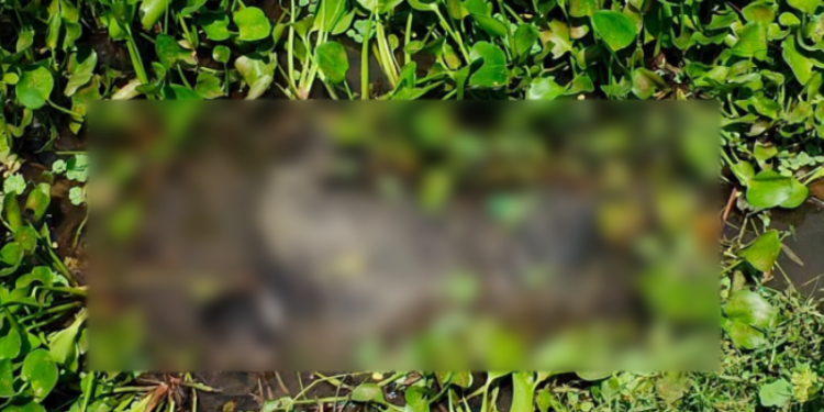 জামালপুরে নিখোঁজের ৩ দিন পর ডোবায় মিললো   যুবকের লাশ