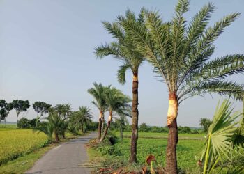 যশোরে গাছিদের খেজুর রস সংগ্রহের প্রস্তুতি