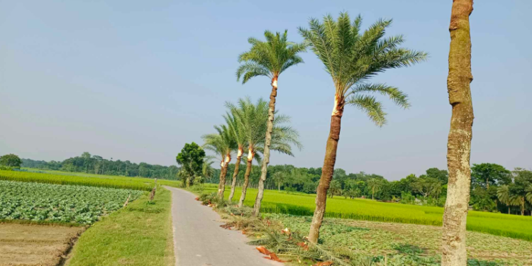 যশোরে ৫ বছরে কমেছে ৫০ হাজার খেজুর গাছ, রস হয় না ১৩ লাখ গাছে!
