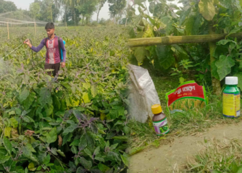 কীটনাশক স্প্রের পরদিনই বাজারজাত সুস্বাদু সবজি বেগুন