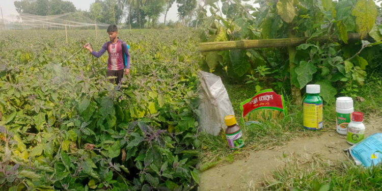 কীটনাশক স্প্রের পরদিনই বাজারজাত সুস্বাদু সবজি বেগুন
