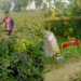 কীটনাশক স্প্রের পরদিনই বাজারজাত সুস্বাদু সবজি বেগুন