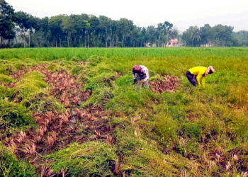 যশোরে ৩শ হেক্টর পতিত   জমিতে সরিষা চাষে বাম্পার ফলন