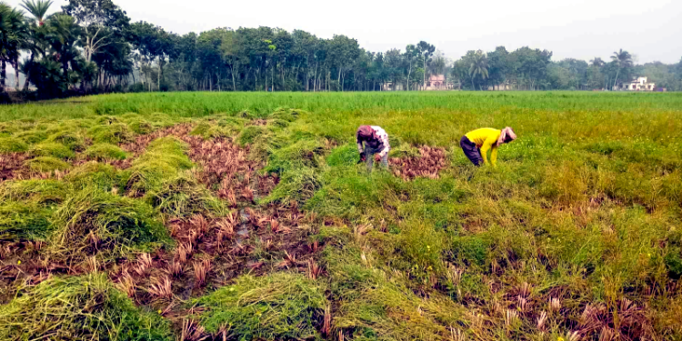 যশোরে ৩শ হেক্টর পতিত জমিতে সরিষা চাষে বাম্পার ফলন
