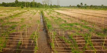 যশোরে গরমে পুড়ছে ফসলের মাঠ