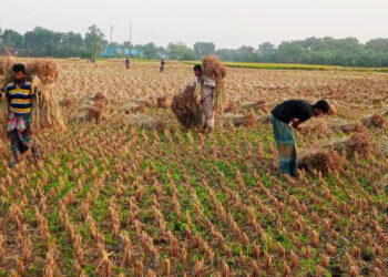 ধান কেটে ঘরে তুলতে ব্যস্ত যশোরের কৃষকেরা