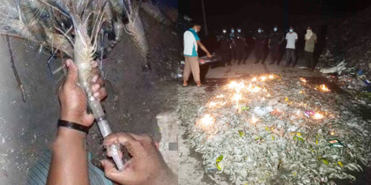 যশোরে ২৬০ কেজি জেলি পুশ করা বাগদা চিংড়ি জব্দ